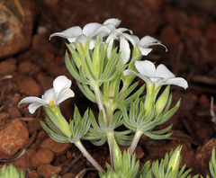 Leptosiphon nuttallii howellii