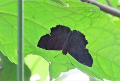 Antigonus erosus