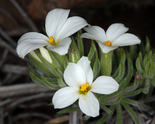 Leptosiphon nuttallii ssp. howellii