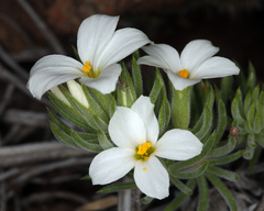 Leptosiphon nuttallii howellii