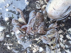 Pyromaia tuberculata