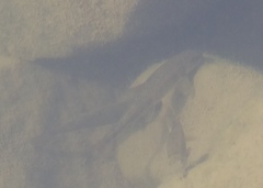 Catostomus