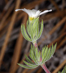 Leptosiphon nuttallii howellii