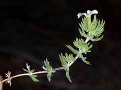 Leptosiphon nuttallii howellii