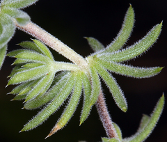 Leptosiphon nuttallii howellii