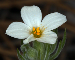 Leptosiphon nuttallii howellii