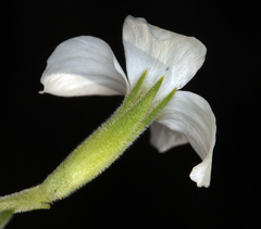 Leptosiphon nuttallii howellii