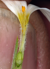 Leptosiphon nuttallii howellii