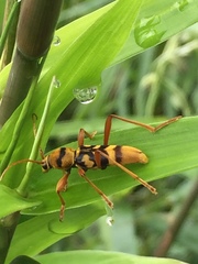 Chlorophorus quinquefasciatus