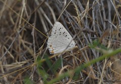 Tharsalea xanthoides