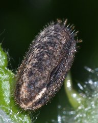 Sipyloidea