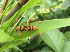 Chlorophorus quinquefasciatus