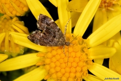 Anthophila fabriciana