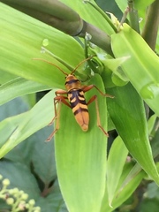 Chlorophorus quinquefasciatus