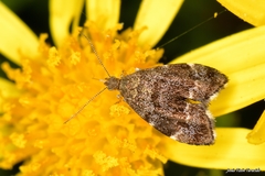 Anthophila fabriciana