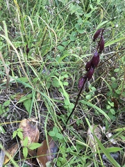 Corallorhiza maculata