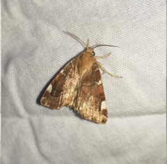 Cosmia diffinis