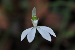 Caladenia catenata
