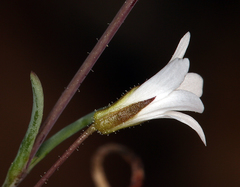 Sabulina rosei