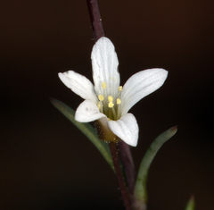 Sabulina rosei