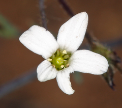 Sabulina rosei