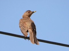Turdus grayi