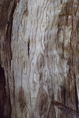 Olearia fragrantissima