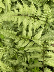 Athyrium niponicum