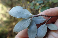 Olearia fragrantissima