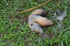 Megalobulimus oblongus