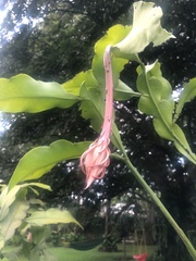 Epiphyllum oxypetalum