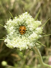 Hippodamia glacialis