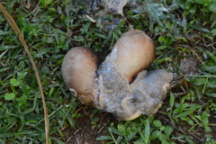 Megalobulimus oblongus