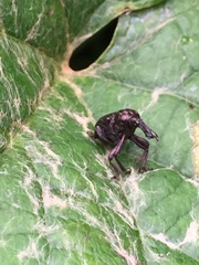 Aspidobyctiscus lacunipennis