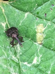 Aspidobyctiscus lacunipennis