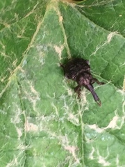 Aspidobyctiscus lacunipennis