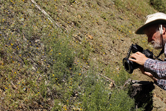 Harmonia doris-nilesiae