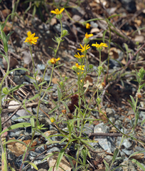 Harmonia doris-nilesiae