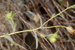 Harmonia doris-nilesiae