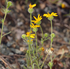Harmonia doris-nilesiae