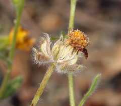Harmonia doris-nilesiae