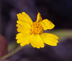 Harmonia doris-nilesiae