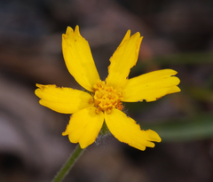 Harmonia doris-nilesiae