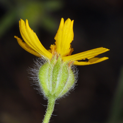 Harmonia doris-nilesiae