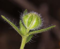 Harmonia doris-nilesiae