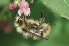 Bombus mixtus