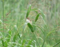 Cisticola juncidis