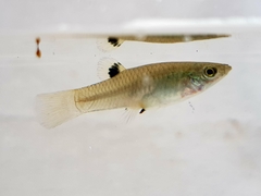 Poecilia caucana