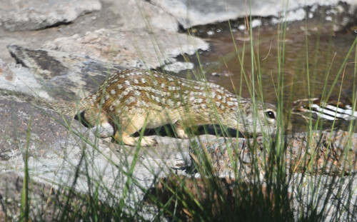 Rio Grande Ground Squirrel