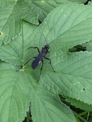 Anoplius samariensis